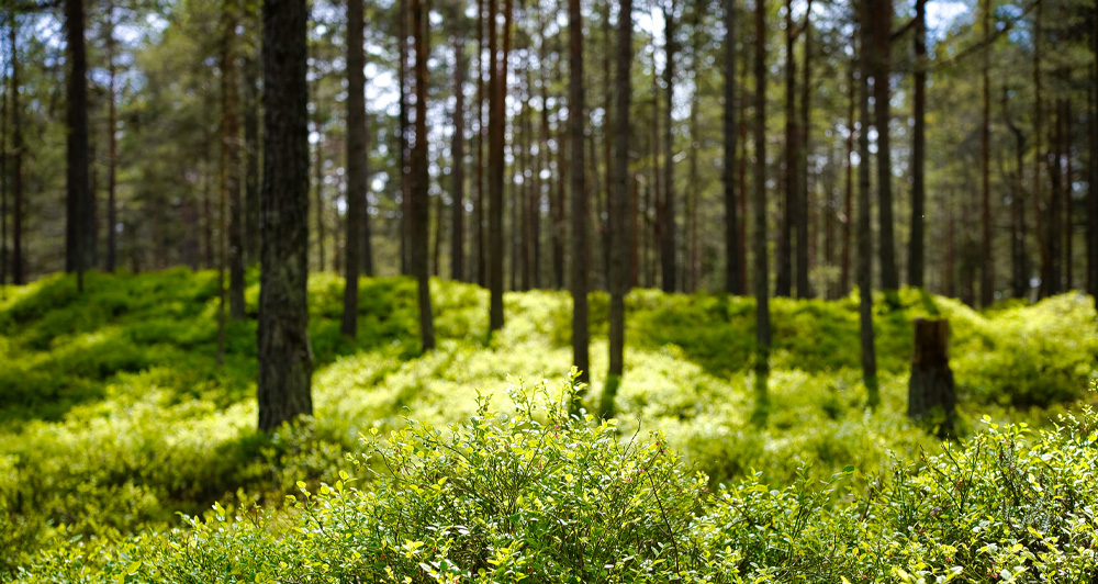 Meži, lauki un ūdeņi. “Zaļā stūra” viesis – Zemkopības ministrs Didzis Šmits