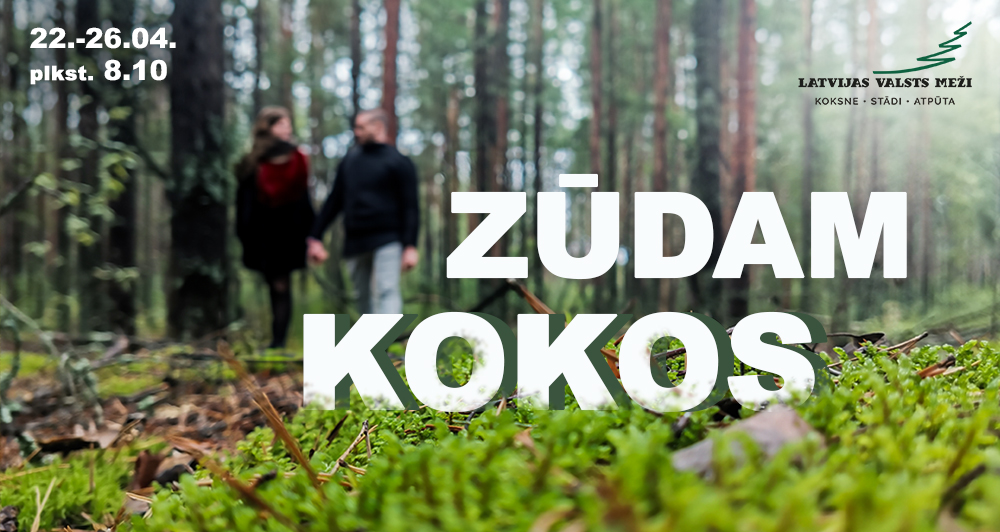 “Zūdam kokos” sadarbībā ar Latvijas Valsts Meži