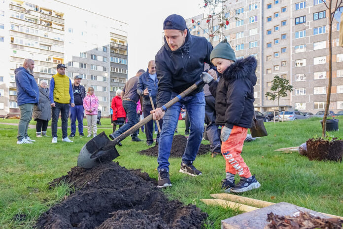 Ventspils pagalmos stāda kokus