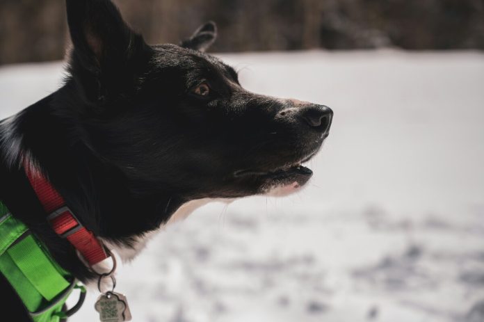 Suns, ziema, medības, sniegs, daba