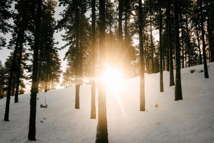 Mežs, saule, daba, sniegs, ziema