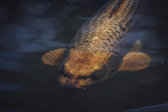 Karpa, zivs, ūdens, makšķerēšana, daba