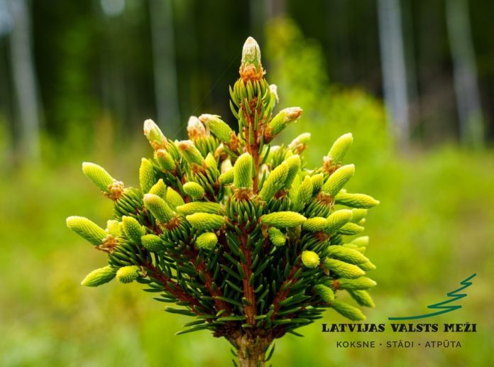 «В мире леса» совместно с Latvijas Valsts Meži