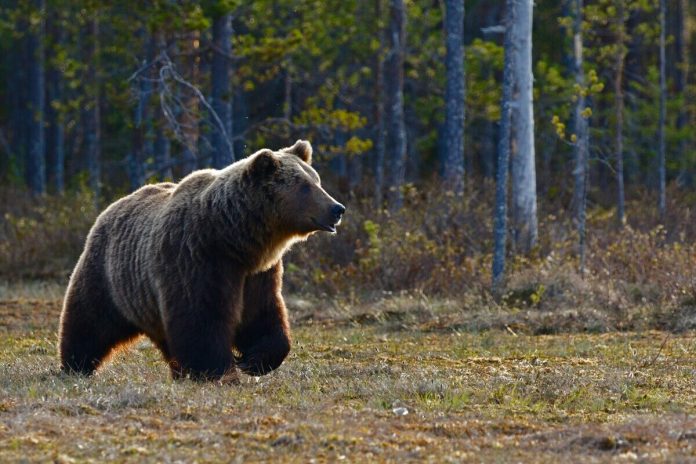 Lācis, daba, mežs, pļava, koki